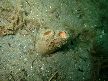 Geoduck Clam