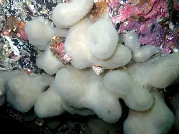 Lobed Compound Tunicate