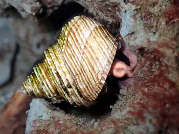 Snail