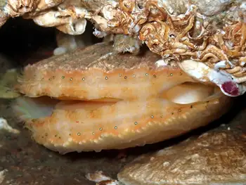 Smooth Pink Scallop