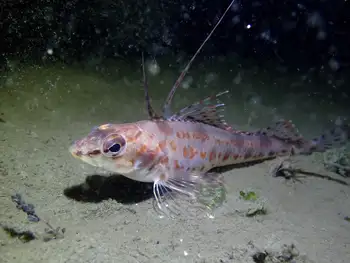 longspine combfish