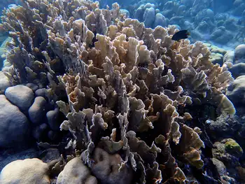 Coral