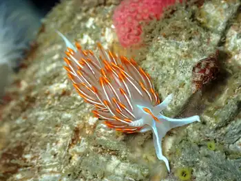 Horned Nudibranch