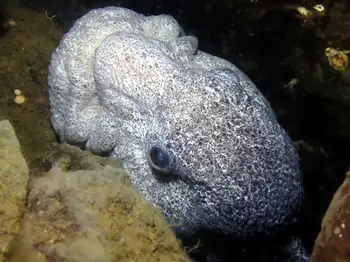 Wolf Eel