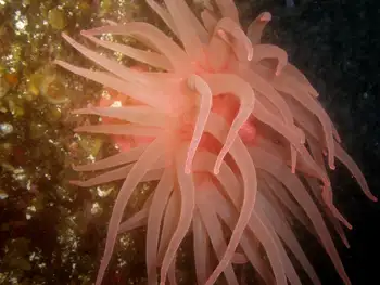 Crimson Anemone