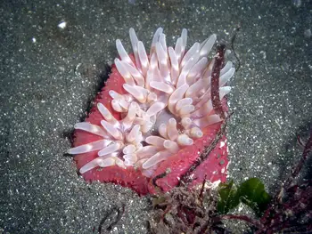 Stubby Rose Anemone