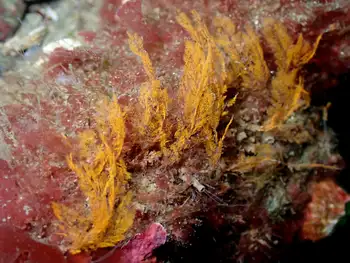 Algae