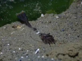 Squat Bay Shrimp