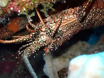 Spotted Spiny Lobster