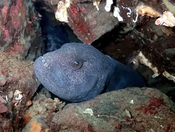 Wolf Eel