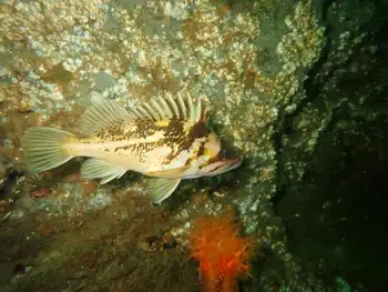 Copper Rockfish