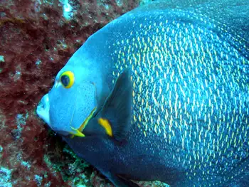 French Angelfish