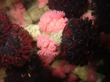 Proliferating Anemones
