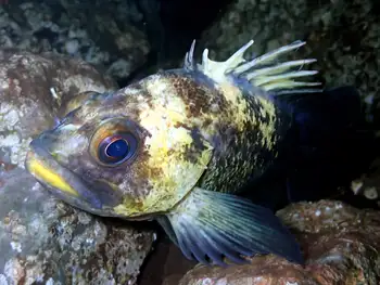 Quillback Rockfish