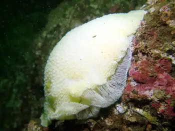 Noble Sea Lemon