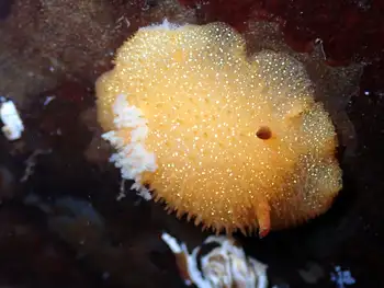 Sandalwood Nudibranch