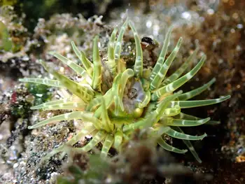 sunburst anemone