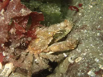 Sharp Nosed Crab