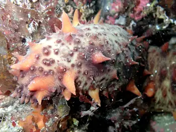 California Sea Cucumber