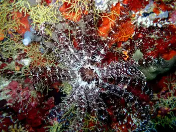 pretty feather star