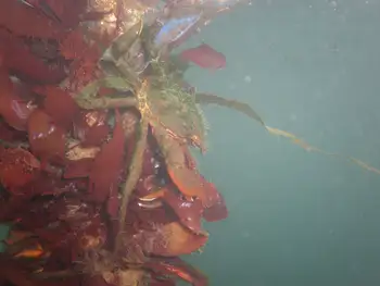Northern Kelp Crab