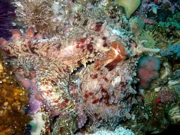 Giant Pacific Octopus