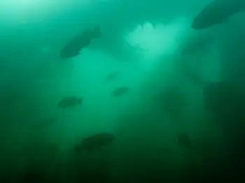 Dive Site