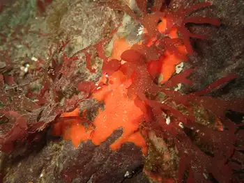 Orange Encrusting Bryozoan