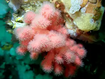 Red Soft Coral