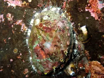 northern abalone