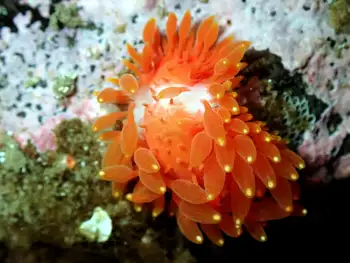 Janss's Nudibranch