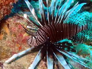 Lion Fish