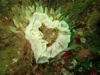 Aggregated Nipple Sponge