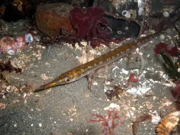 Tubesnout Fish