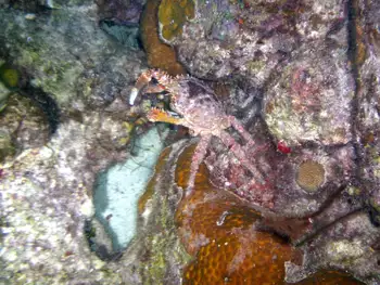 Channel Clinging Crab