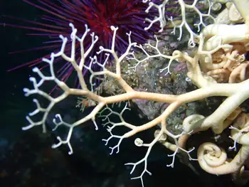 Pacific Basket Star