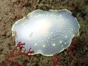 Yellow Margin Dorid
