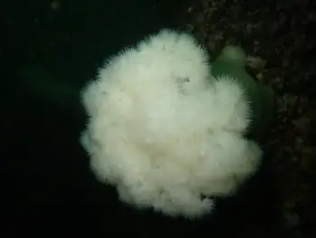 Metridium Anemone
