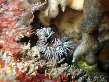 Anemone