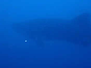 Whale Shark