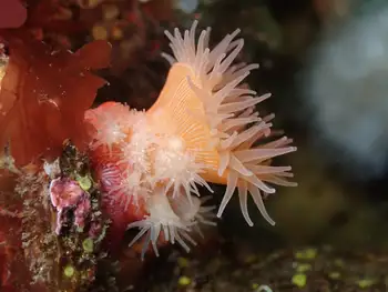 Proliferating Anemone
