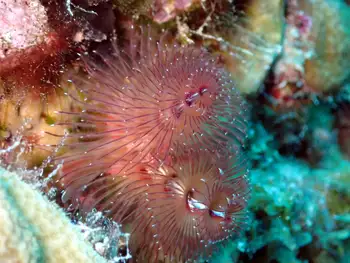 Christmas Tree Calcareous Tube Worm