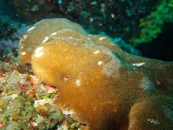 Coral