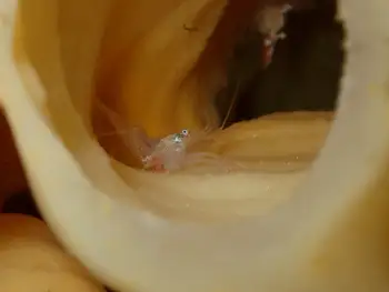 Sponge Eualid Shrimp
