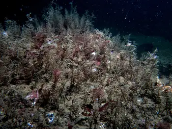 Hydroids