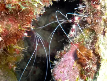 Banded Coral Shrimp