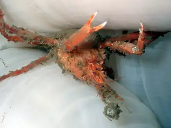 Longhorn Decorator Crab