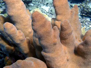 Pillar Coral