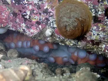 Giant Pacific Octopus