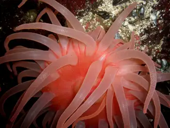 Crimson Anemone